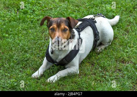 Jack Russell Terrier auf einer Wiese, Bayern, Deutschland Stockfoto