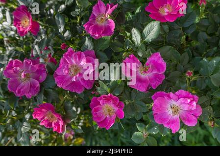 Blühende wilde Rose (Rosa), Bayern, Deutschland Stockfoto