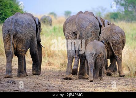 Afrikanische Elefanten (Loxodonta africana), Familie von hinten, Masai Mara, Kenia Stockfoto