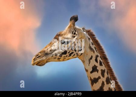 Masai Giraffe (Giraffa camelopardalis tippelskirchi), Portrait, Masai Mara, Nationalpark, Kenia, Ostafrika Stockfoto