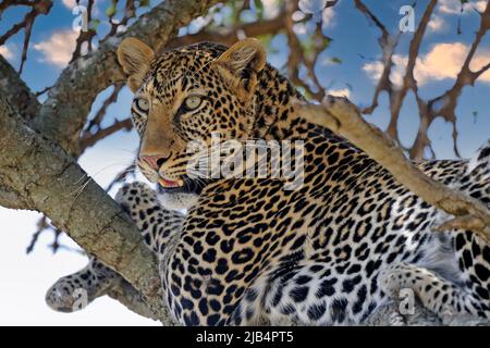 Leopard (Panthera pardus), ruhend auf einem Zweig, Masai Mara, Nationalpark, Kenia, Ostafrika Stockfoto