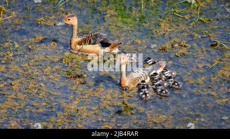 Kleine pfeifende Enteneltern und neun niedliche Entenküken schwimmen durch die schwimmende Vegetation im Sumpf. Stockfoto