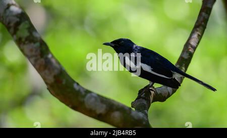 Wunderschöner orientalischer Elster-Rotkehlchen-Vogel (Copsychus saularis), der auf einem Baumzweig thront. Stockfoto