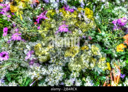 Blumen kreativ, künstlerische Aufnahme, Candytufts (Iberis), weiße, gelbe und violette Blumen entfremdet, Pflanzen, Blumenmix, Bodenabdeckung, duftend, Alle Stockfoto