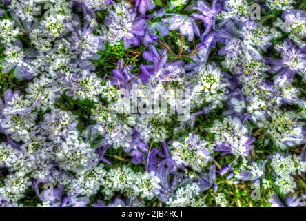 Blumen kreativ, künstlerische Aufnahme, Candytufts (Iberis), schleichende Phlox (Phlox subulata), Teppich Phlox, Teppich Flamme Blume, lila und weiße Blumen Stockfoto