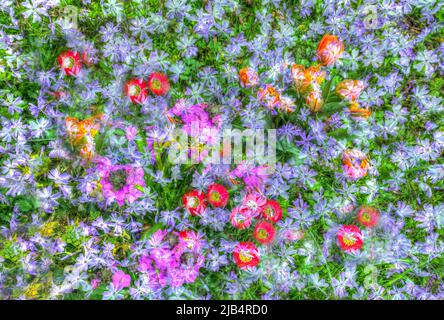 Blumen kreativ, künstlerische Aufnahme, Kissen Phlox (Phlox subulata), Teppich Phlox, Teppich Flamme Blume, gemeine Gänseblümchen (Bellis perennis), lila, orange Stockfoto