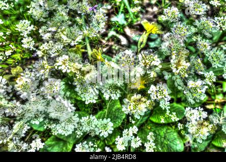 Blumen kreativ, künstlerische Aufnahme, Candytufts (Iberis), weiße Blumen entfremdet, Pflanzen, Blumenmix, Bodenabdeckung, ganz über dem Hintergrund, Muster Stockfoto