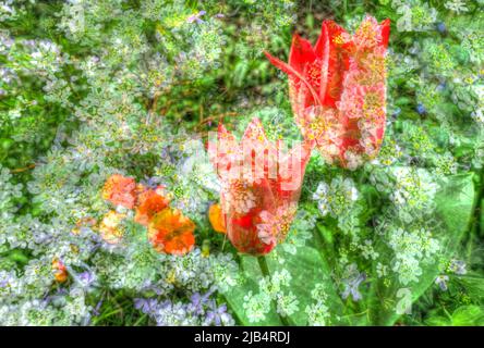 Blumen kreativ, künstlerische Aufnahme, Tulpen (Tulipa), rote und weiße Blumen entfremdet, Candytufts (Iberis), Mischung aus Blumen, Pflanzen, überall duftend Stockfoto