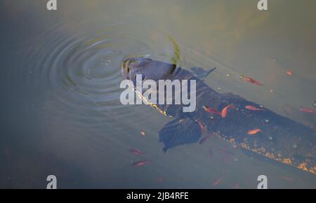 Schlangenkopffische Murrel-Fische und ihre Babys schwimmen in der Nähe, von oben aus über der Wasseroberfläche geschossen. Mutterfische kommen an die Wasseroberfläche, um Luft zu atmen. Stockfoto