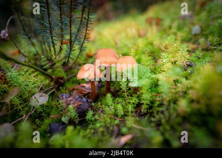 Helminth (Mycena), drei Pilze im Moos, Kanada Stockfoto