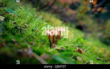 Helminth (Mycena), drei Pilze im Moos, Kanada Stockfoto