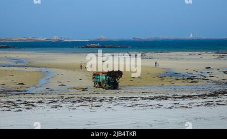 Strand Plage de Kloukouri mit Traktor beladen Algen, auf der rechten Leuchtturm Phare de l'Ile Vierge, Atlantikküste bei Landeda, Pays des Abers Stockfoto