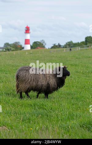 Norwegische Schafe auf dem Deich, Leuchtturm, Falshoeft, Geltinger Birk, Schleswig-Holstein, Deutschland Stockfoto