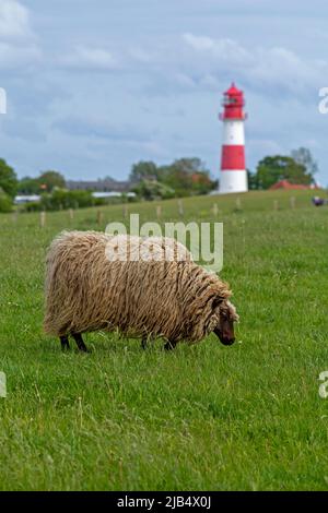 Norwegische Schafe auf dem Deich, Leuchtturm, Falshoeft, Geltinger Birk, Schleswig-Holstein, Deutschland Stockfoto