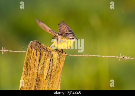 Wiesenwagtail (Motacilla flava), Männchen, Start von Holzmast, Texel Island, Nordsee, Nordholland, Niederlande Stockfoto