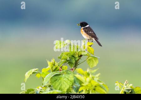 Steinechat (Saxicola rubicola), Männchen, sitzend auf einem Brombeerzweig mit Futter im Schnabel, Meerbruchwiesen, Steinhuder Meer, Niedersachsen, Deutschland Stockfoto