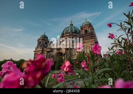 Außenansicht des Berliner Doms oder Doms, mit sichtbaren violetten Blumen und grünen Blättern vor dem Gebäude. Schöner Sommerabend. Stockfoto