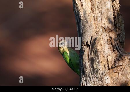 Ein weißer Barbet, der ein Loch in einen toten Baum steckt Stockfoto