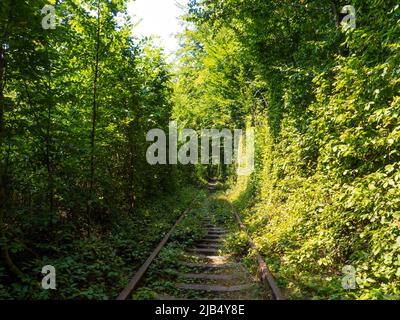 Malerische Eisenbahn im Sommerwald. Tunnel der Liebe in Kleva, Ukraine Stockfoto