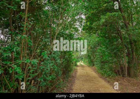 Schotterweg oder Straße, die durch Bäume und Laub führt und am Ende verschwindet. Mystische Straße. Stockfoto