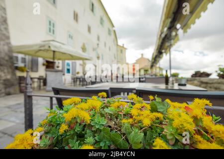 Restaurants und Bars in motovun, Kroatien in einem verschwommenen Bild mit Blumen in einem Topf im Fokus. Stockfoto