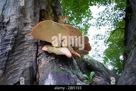 Bracketpilz, Dryadssattel (polyporus squamosus) auf Baumstamm, englischer Garten, München, Bayern, Deutschland Stockfoto