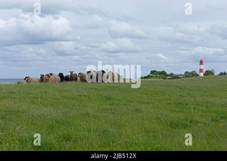 Norwegische Schafe auf dem Deich, Leuchtturm, Falshoeft, Geltinger Birk, Schleswig-Holstein, Deutschland Stockfoto