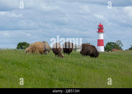 Norwegische Schafe auf dem Deich, Leuchtturm, Falshoeft, Geltinger Birk, Schleswig-Holstein, Deutschland Stockfoto