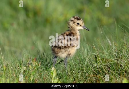 Nahaufnahme eines jungen Curlew-Kükens, wissenschaftlicher Name: numenius arquata, in natürlichem Moorgebiet, nach rechts gerichtet. Curlews sind in ernster Abnahme und Stockfoto