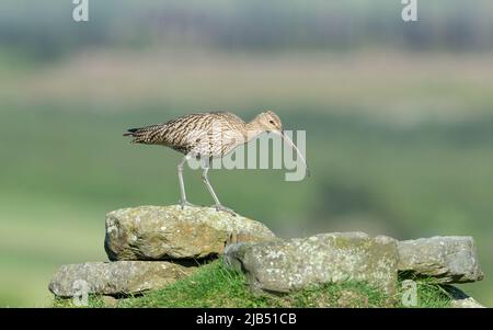 Ausgewachsene Curlew im Frühling, die mit einem langen Schnabel zwischen einem felsigen Ausbiss auf den North Yorkshire Moors, Großbritannien, aufforsten. Nach rechts. Wissenschaftlicher Name: Numen Stockfoto