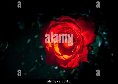 Schöne frische Rosen in Nahaufnahme Stockfoto