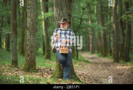 Alter Mann, der läuft. Opa Rentner. Senior Wandern im Wald. Sommer und Hobbys. Alte bärtige pilzbewohnerin im Sommerwald. Stockfoto