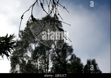 Spinnen können unserem Leben etwas Schönheit verleihen - wenn sich der Tau am frühen Morgen im Hochkins Ridge Flora Reserve in Victoria auf ihrem Netz absetzt. Stockfoto