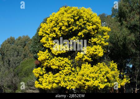 Ein Silver Wattle Tree (Acacia Dealbata) in voller Blüte, kündigt den Beginn des Frühlings im Jells Park in Glen Waverley, Victoria, Australien, an. Stockfoto