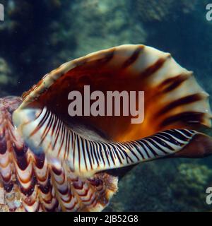 Live triton Shell (Charonia Tritoniswasser) unter Wasser auf Fitzroy Island, Great Barrier Reef, Queensland, Australien Stockfoto