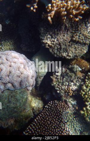 Live triton Shell (Charonia Tritoniswasser) unter Wasser auf Fitzroy Island, Great Barrier Reef, Queensland, Australien Stockfoto