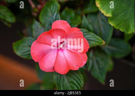 Hibiscus Flower rosa Farbe ist eine Gattung von blühenden Pflanzen in der Malve Familie, Malvaceae. Stockfoto