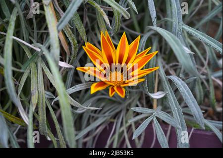 Gazania Blumen oder afrikanische Gänseblümchen. Gazania rigens Stockfoto