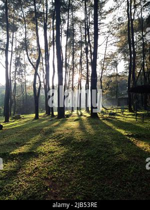 Die Morgensonne hinter den Kiefern wirft lange Schatten Stockfoto