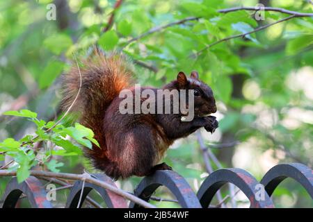 Ein weibliches Ostfuchshörnchen (Sciurus niger) mit rötlich-brauner und schwarzer Fellfarbe auf einem Zaun, der eine Baumknospe frisst, Bronx, New York. Schwarzes Eichhörnchen Stockfoto