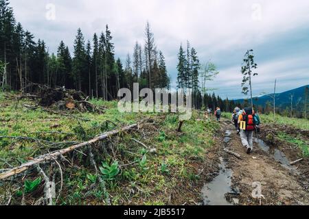 Entwaldung in den Karpaten. Ökologische Probleme der Entwaldung in den Karpaten Stockfoto