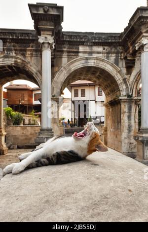 Die Katze gähnt vor der Kulisse des Hadrianstors in der Altstadt von Antalya, dem Kaleici-Viertel in der beliebten Urlaubsstadt Antalya, Türkei Stockfoto