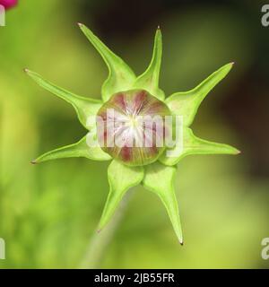 Nahaufnahme der wunderschönen sternförmigen Knospe einer kosmischen Bipinnatus-Blume vor einem verschwommenen grünen Hintergrund Stockfoto
