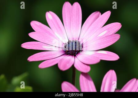 Nahaufnahme einer wunderschönen hellvioletten osteospermum-Blume mit selektivem Fokus und unscharfem dunklen Hintergrund Stockfoto