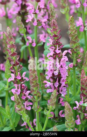 Nahaufnahme von schönen violetten Salbeipflanzen der Salvia nemorosa Sorte, mit selektivem Fokus, verschwommenem Hintergrund, Seitenansicht Stockfoto