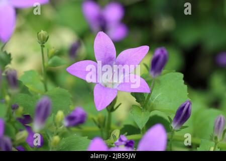 Nahaufnahme einer wunderschönen, voll blühenden violett-blauen Glockenblume der Sorte campanula portenschlagiana im Blumenbeet, selektiver Fokus, verschwommene Natura Stockfoto