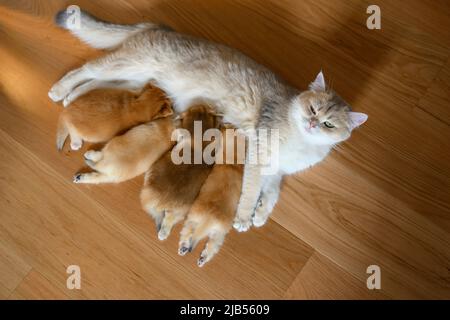 Mutter Katze füttert Kätzchen und schaut zurück, neugeborenes Kätzchen British Kurzhaar vier goldene Kätzchen füttern. Blick von oben, schöne reinrassige Kit Stockfoto