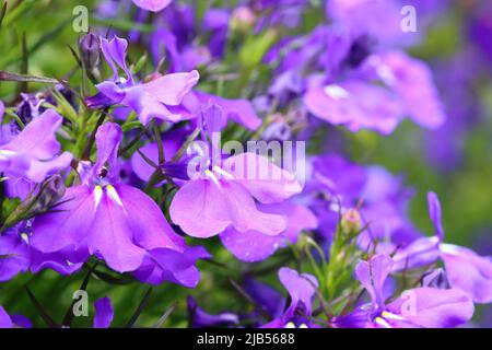 Nahaufnahme von violett-blauen Blüten mit selektivem Fokus Stockfoto