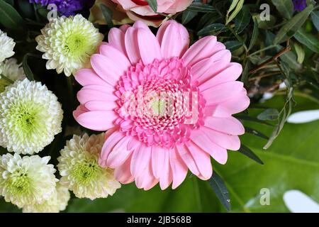Nahaufnahme einer schönen hellrosa Gerbera in einem Blumenstrauß Stockfoto