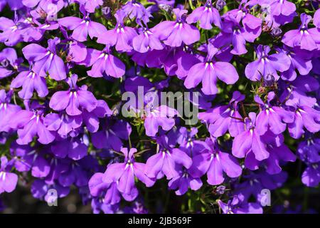 Nahaufnahme von hübschen violett-blauen, sonnenbeschienenen Blüten der Belia erinus Stockfoto